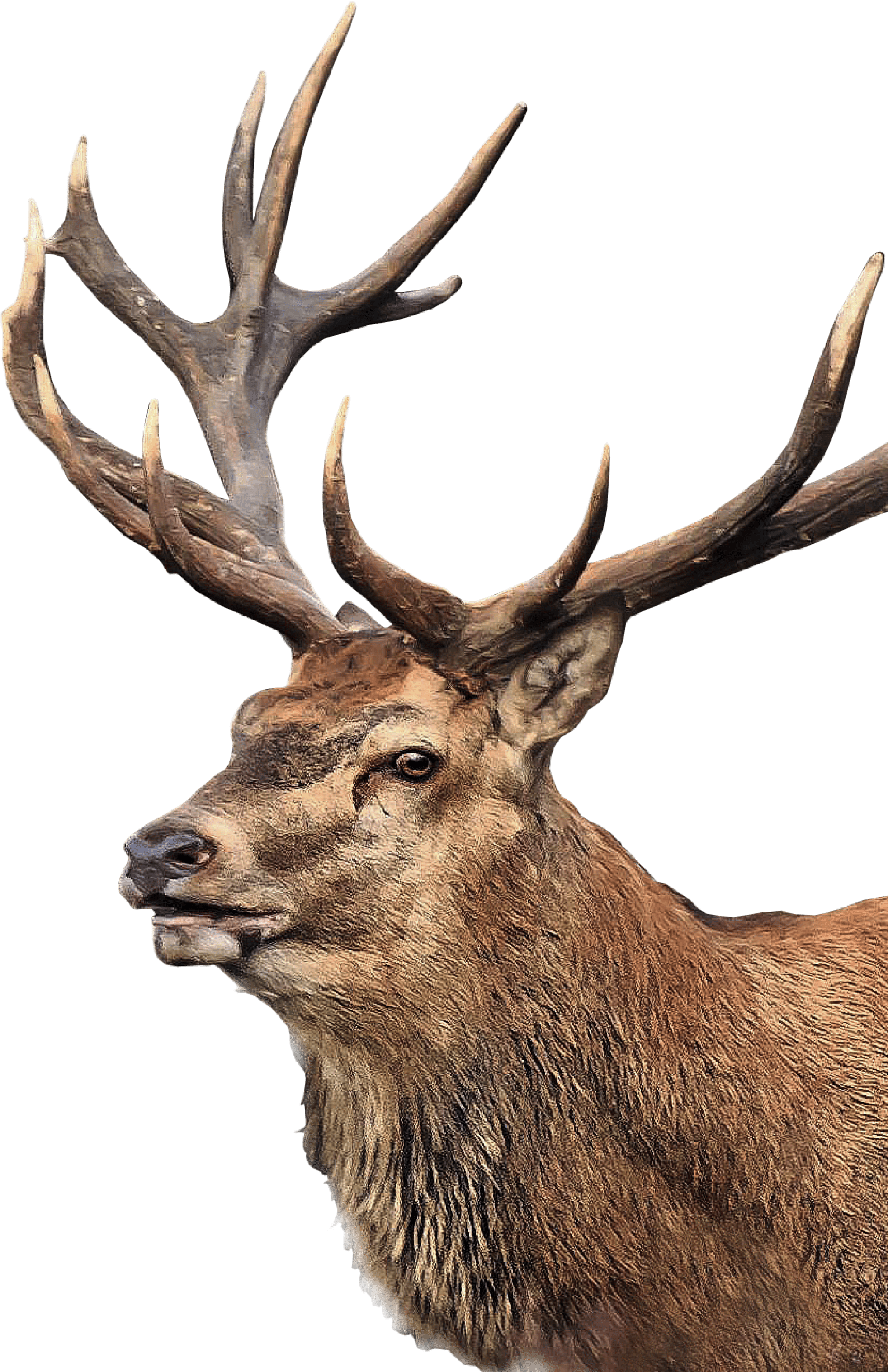 deer